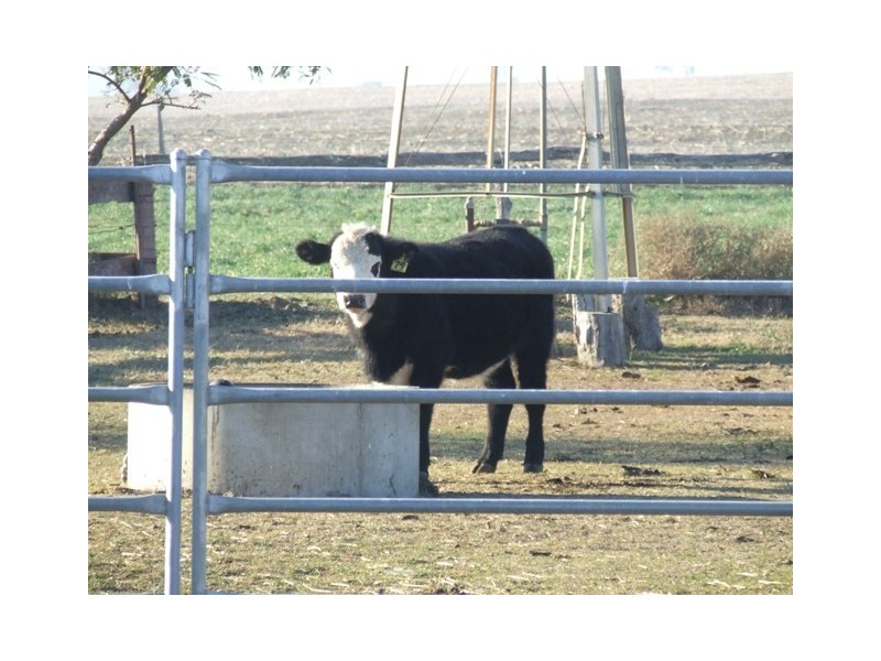 372 Felton-Clifton Road, Felton QLD 4358