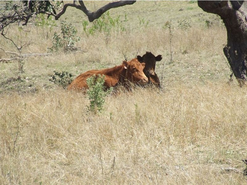 Lot 3217 Wilsons Road, Ramsay QLD 4358