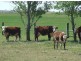 11985 Warrego Highway, Oakey QLD 4401
