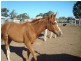 00 Old Warrego Highway, Oakey QLD 4401