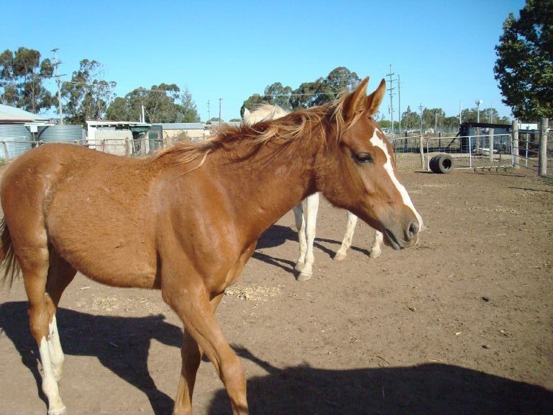 00 Old Warrego Highway, Oakey QLD 4401