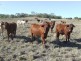 160 Acres “Springside Heights”, Toowoomba QLD 4350