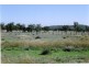 1816 Acres “Limestone”, Texas NSW 4385