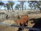 245 Wyreema Athol Road, Toowoomba QLD 4350