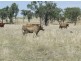 220 Acres “Hill View”, Toowoomba QLD 4350