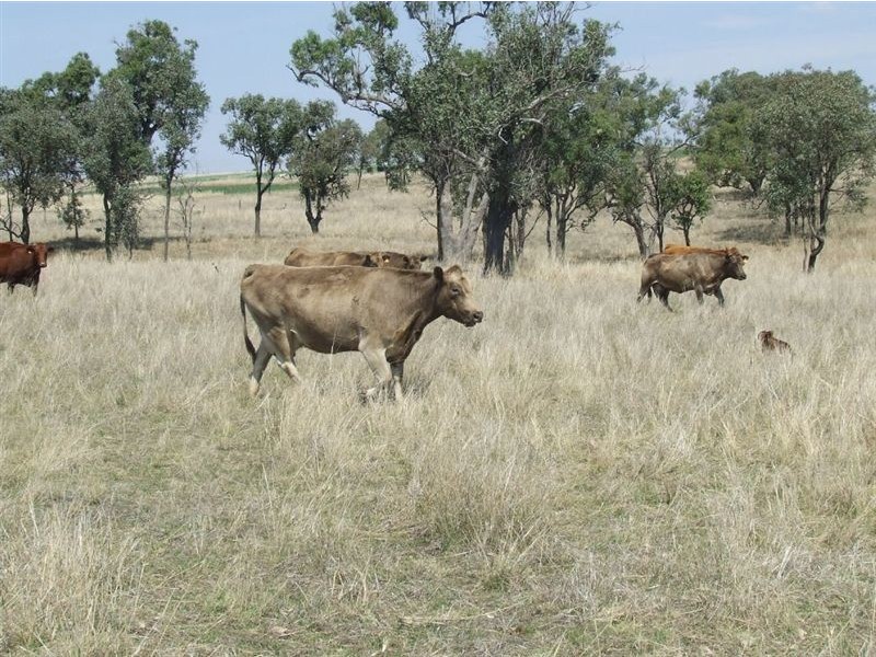 220 Acres “Hill View”, Toowoomba QLD 4350