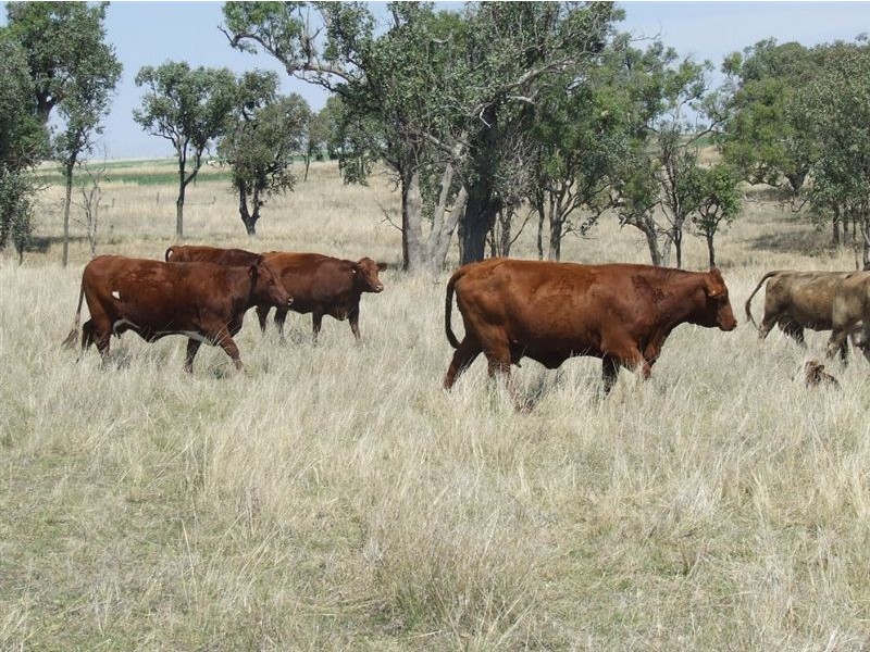 220 Acres “Hill View”, Toowoomba QLD 4350