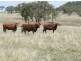 220 Acres “Hill View”, Toowoomba QLD 4350