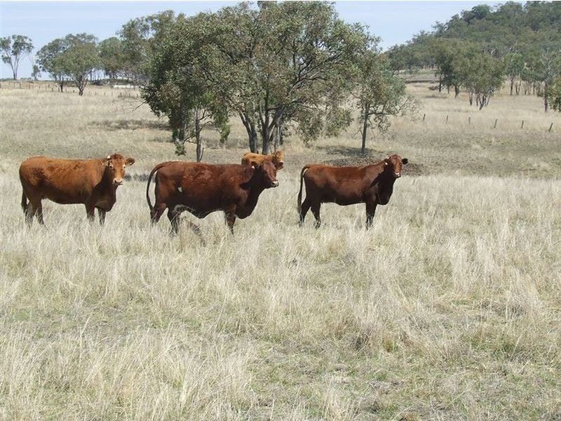 220 Acres “Hill View”, Toowoomba QLD 4350