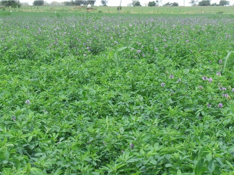 - Oakey Road, Toowoomba QLD 4350