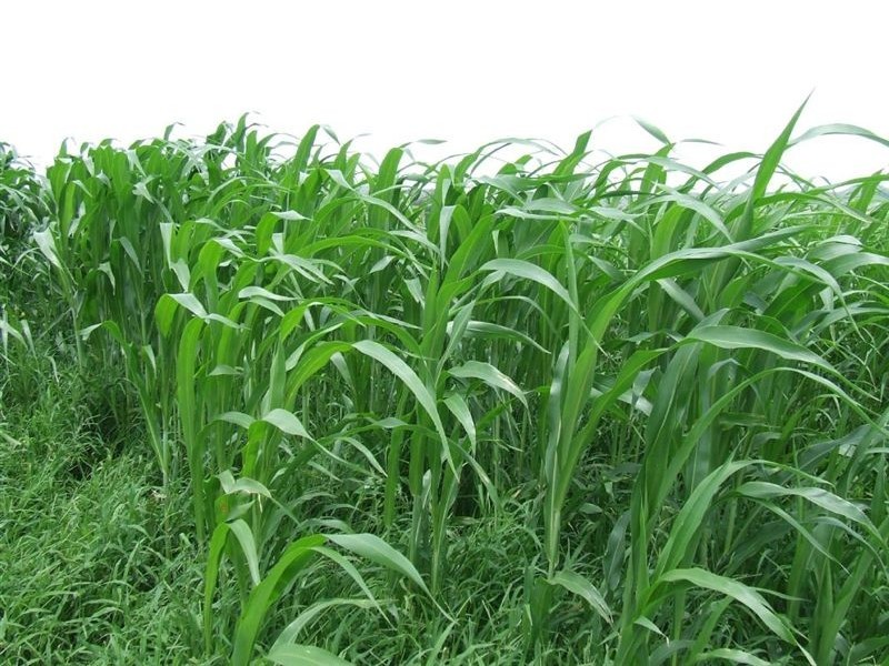 - Oakey Road, Toowoomba QLD 4350