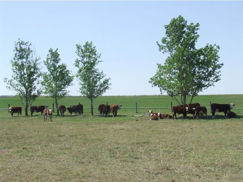 11985 Warrego Highway, Oakey QLD 4401