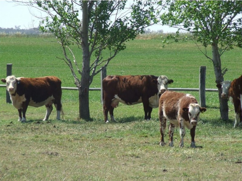 11985 Warrego Highway, Oakey QLD 4401