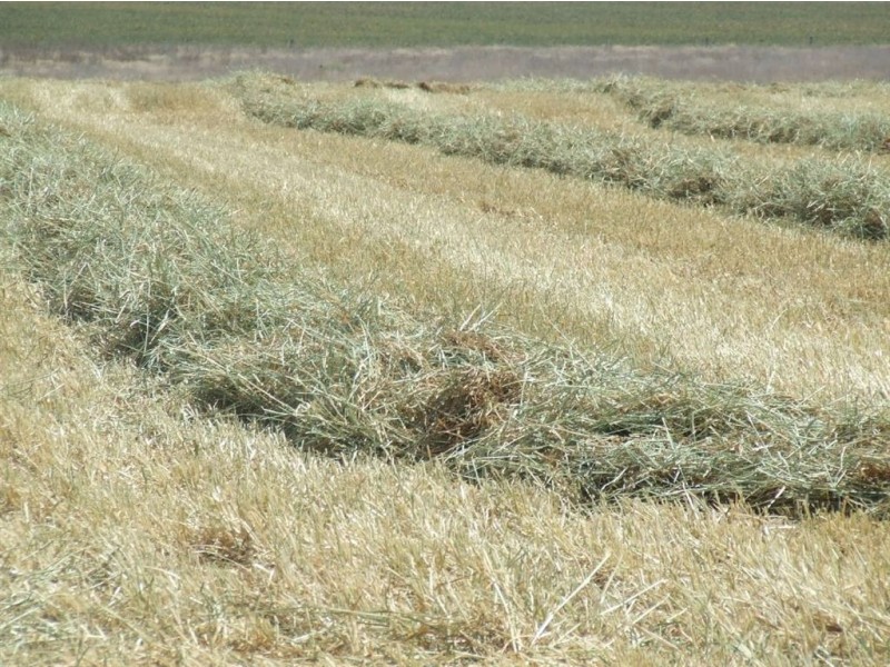 11985 Warrego Highway, Oakey QLD 4401