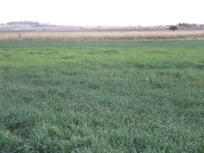 50 Creek Street, Cambooya QLD 4358