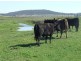 168 Richardson Road, Cambooya QLD 4358
