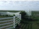 - Umbiram, Wyreema QLD 4352