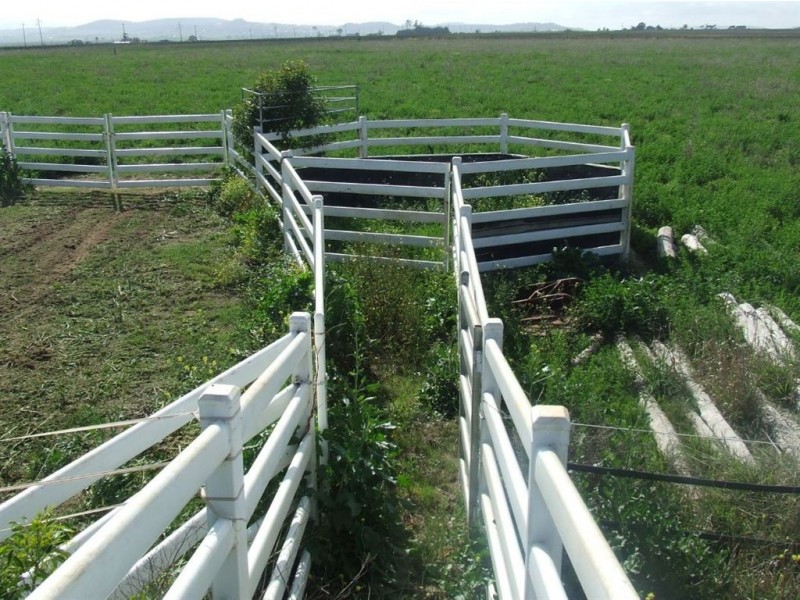 - Umbiram, Wyreema QLD 4352
