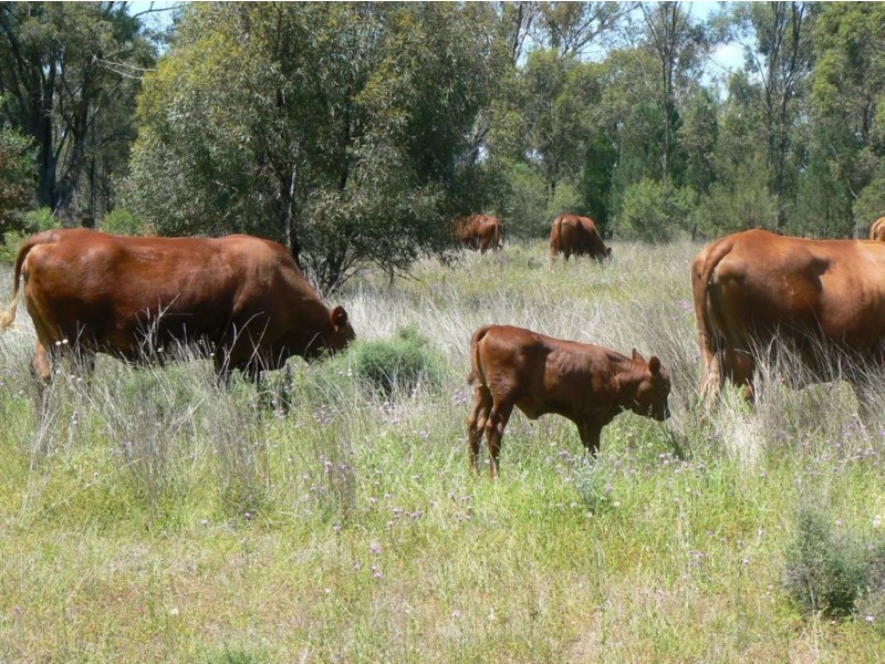 Carlton Park, Limevale QLD 4384