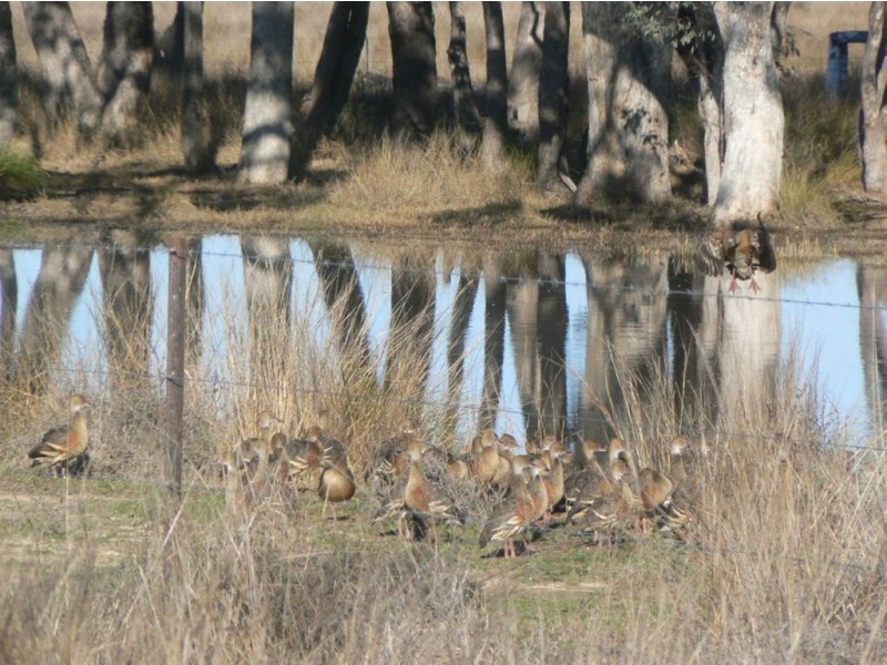 Carlton Park, Limevale QLD 4384