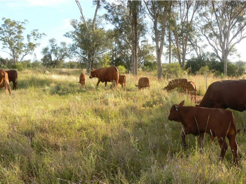 Carlton Park, Limevale QLD 4384