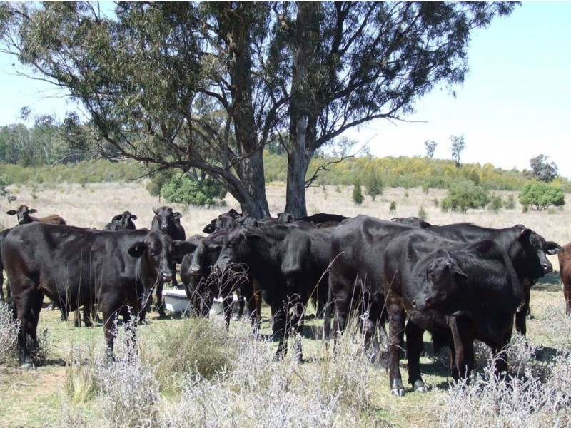 Lot 71-73 Koorongara Cemetery Road, Kooroongarra QLD 4357