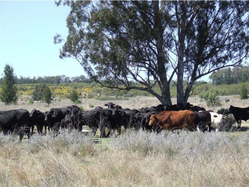 Lot 71-73 Koorongara Cemetery Road, Kooroongarra QLD 4357