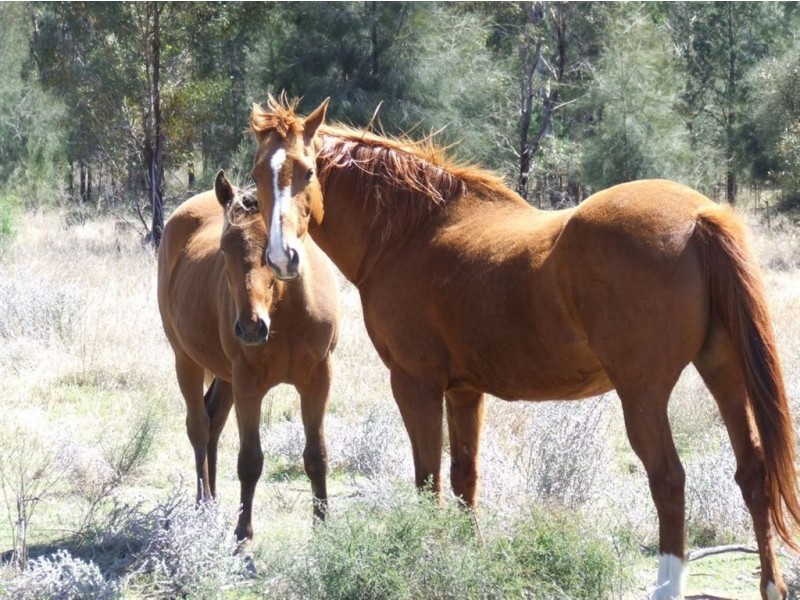 Lot 71-73 Koorongara Cemetery Road, Kooroongarra QLD 4357