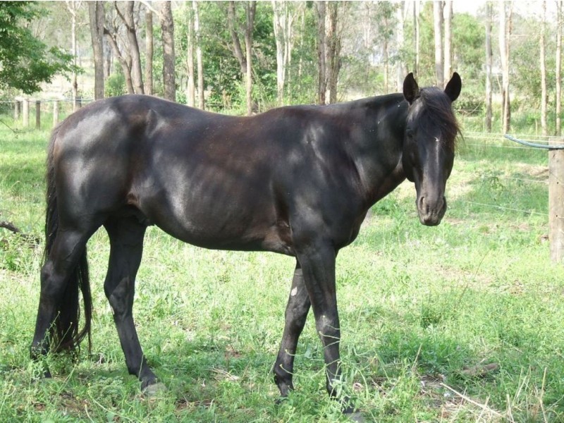 63 Postmans Ridge Road, Helidon QLD 4344