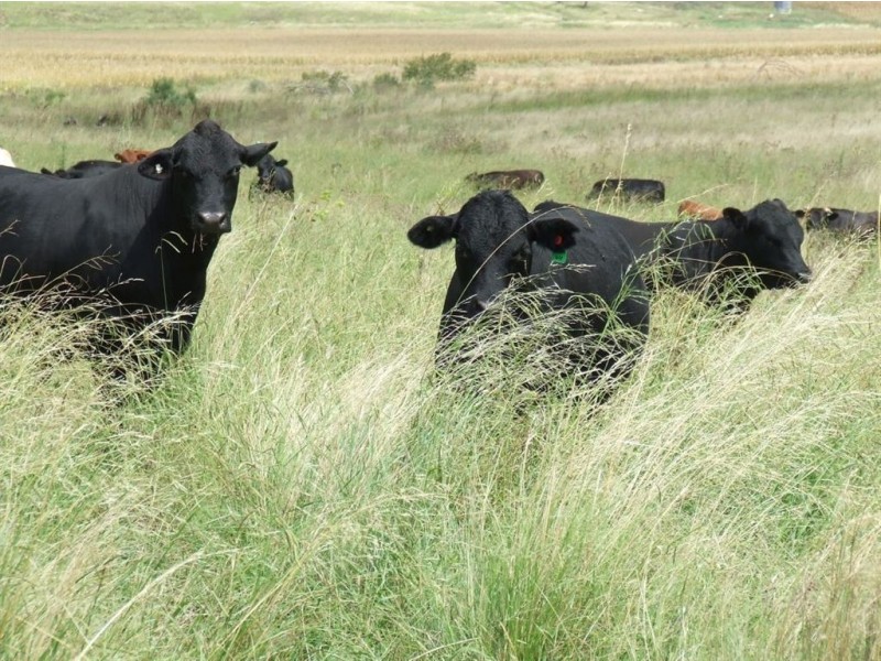 Lot 3 Faulkners Road, Greenmount East QLD 4359