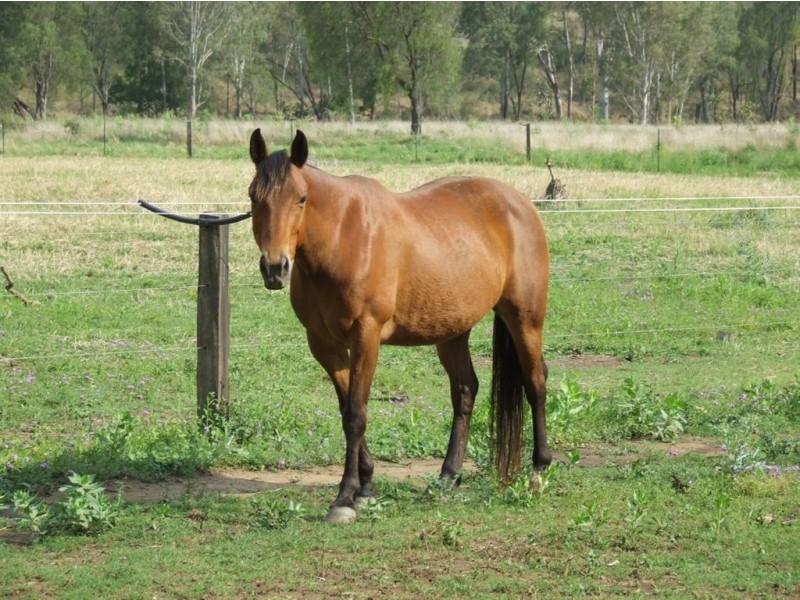 14 1/2 ac Eastside, Toowoomba QLD 4350