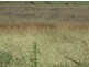 1670 Toowoomba Cecil Plains Road, Biddeston QLD 4401