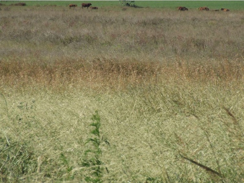 1670 Toowoomba Cecil Plains Road, Biddeston QLD 4401