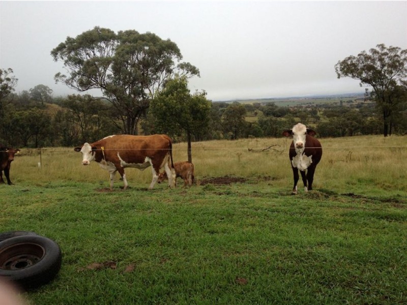 Lot 1-2 Halls Road, Goomburra QLD 4362