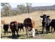 Lot 1-2 Halls Road, Goomburra QLD 4362