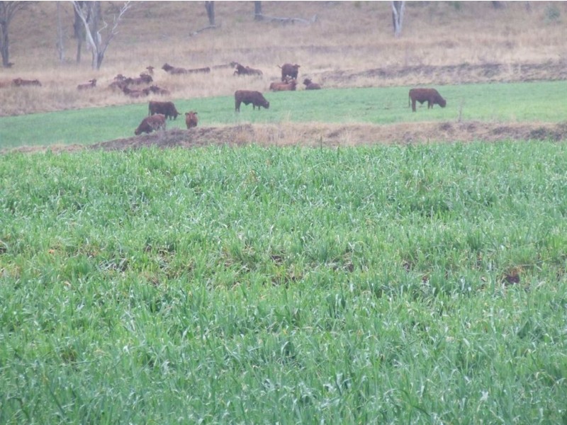 80 Hendrie Road, Pilton QLD 4361