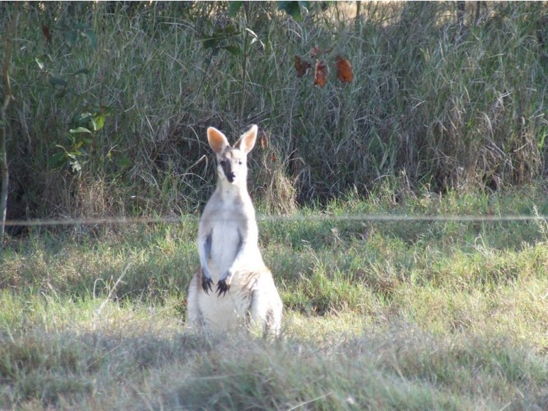 36 Staatz Quarry Road, Regency Downs QLD 4341