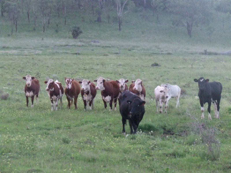 343 Crosshill-Aubigny Road, Biddeston QLD 4401