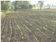 L1 Ted Mengel Road, Nobby QLD 4360