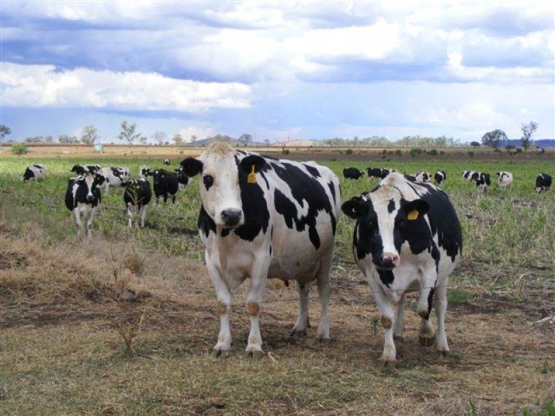 1225 Malakoff Road, Kaimkillenbun QLD 4406