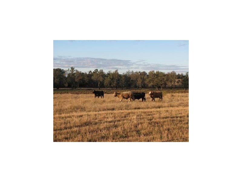 421 Chances Plains Road, Chinchilla QLD 4413