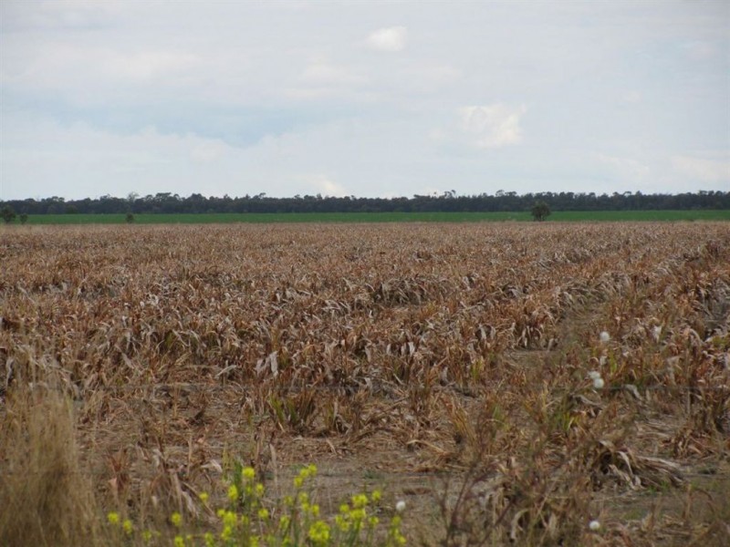 - Woodlands and Karreel, Condamine QLD 4416