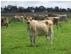 - Forest Hill-Fernvale Rd, Mount Tarampa QLD 4311