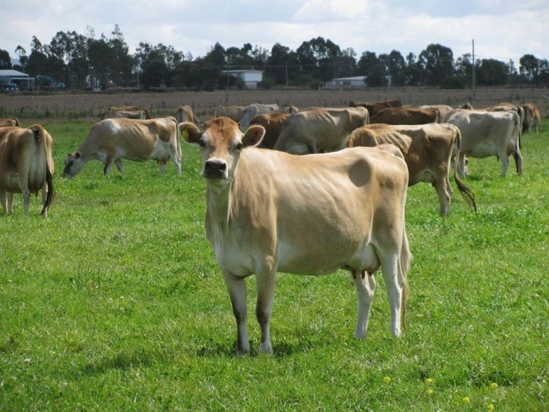 - Forest Hill-Fernvale Rd, Mount Tarampa QLD 4311