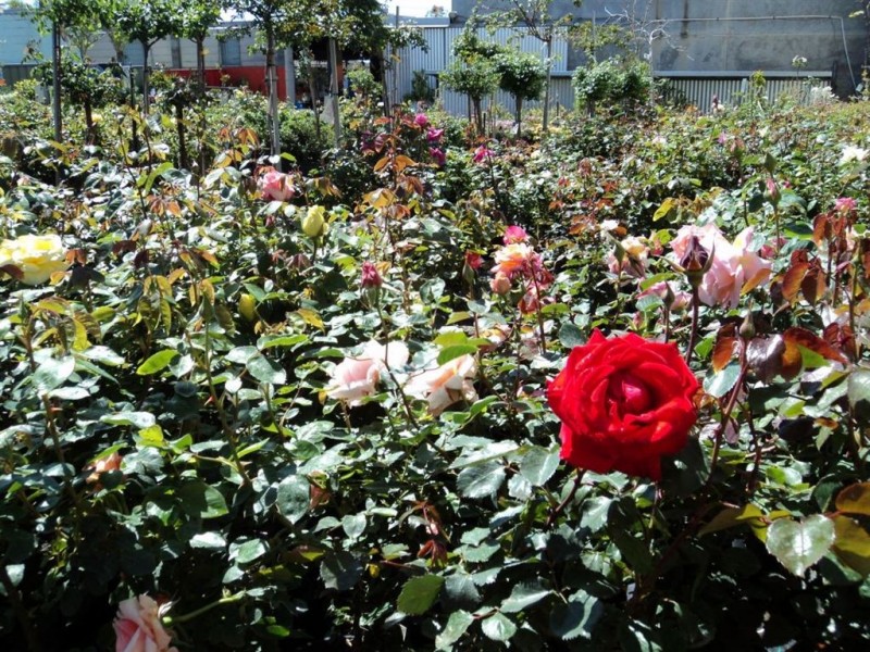 17 Prescott Street, Toowoomba QLD 4350