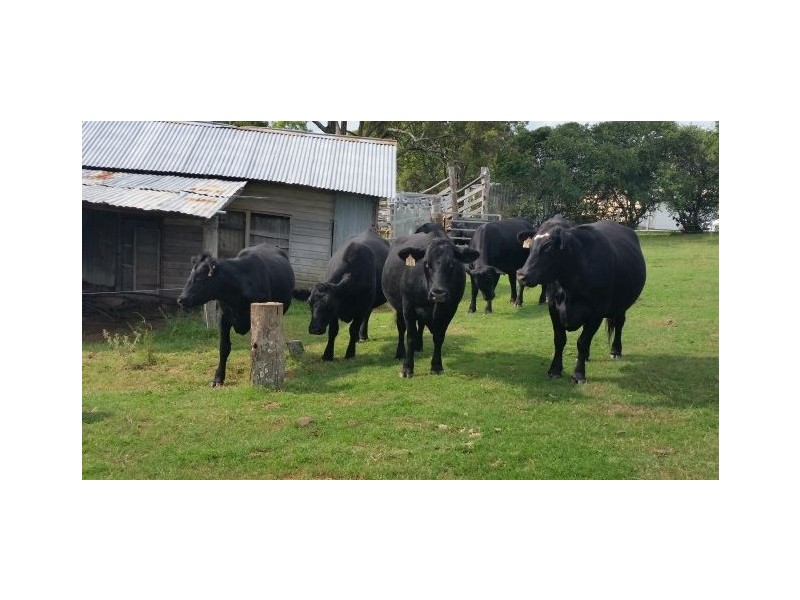 126 Tanduringie School Road, Maidenwell QLD 4615