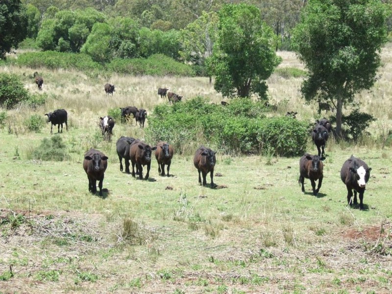 126 Tanduringie School Road, Maidenwell QLD 4615