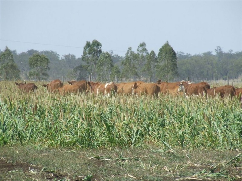 374 Athol School Road, Athol QLD 4350