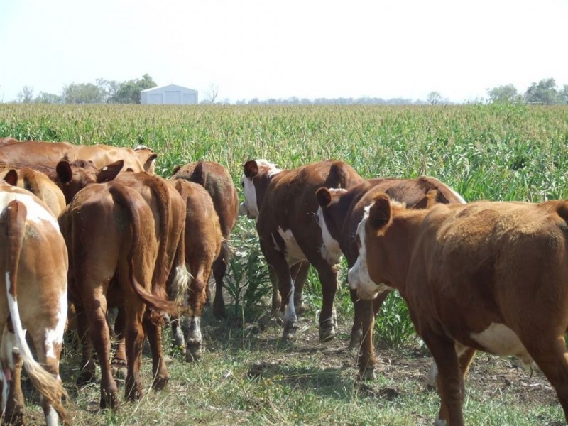 374 Athol School Road, Athol QLD 4350