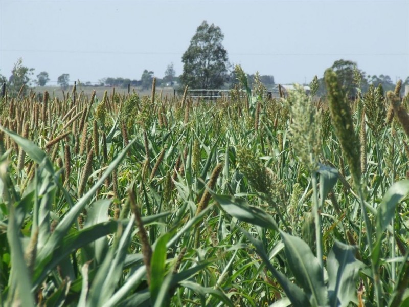 374 Athol School Road, Athol QLD 4350